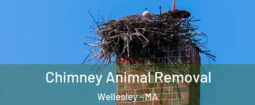  Chimney Animal Removal Wellesley - MA