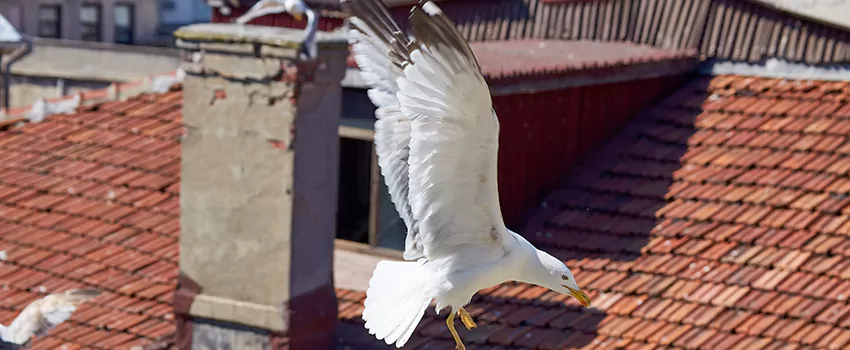 Residential Chimney Animal Removal Solution in Wellesley, MA