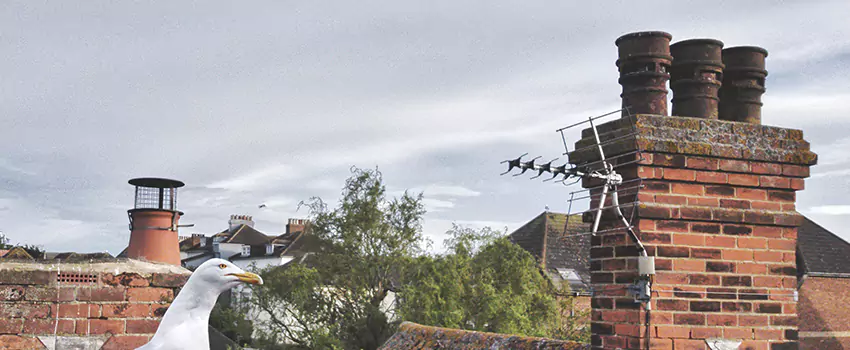 Chimney Cleaning And Restoration in Wellesley, Massachusetts